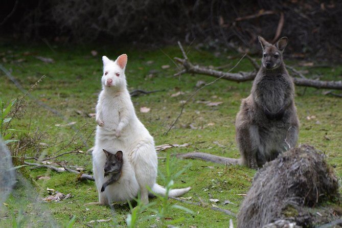 2 Day Tasmanian Highlights Tour - Bruny Island & Port Arthur - Should you book this 2-Day Tasmanian Highlights Tour?