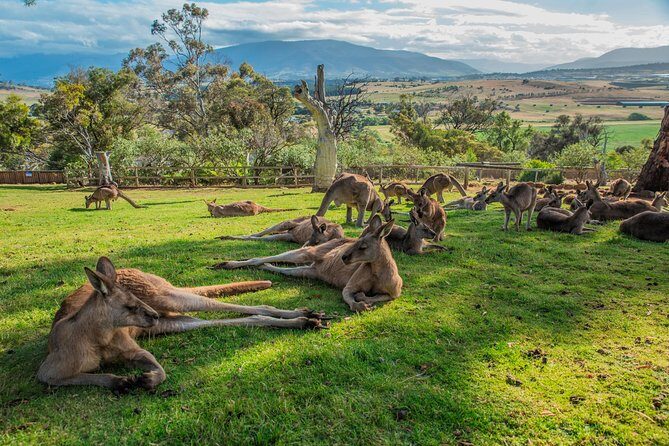 3 day Tasmanian highlights tour – Hobart, Port Arthur and Bruny Island - Price and Value: What $337.10 Covers (and What You Still Need)