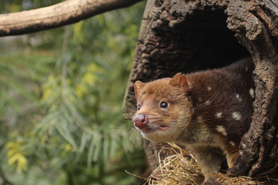 Hobart: Admission Ticket to Bonorong Wildlife Sanctuary - Time, Tickets, and Practical Value for $25