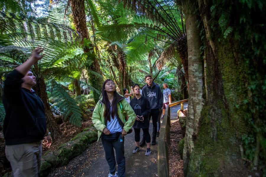 Hobart: Mt Field National Park & Wildlife Shore Excursion - Cruise-Day Timing That Keeps This From Feeling Rushed