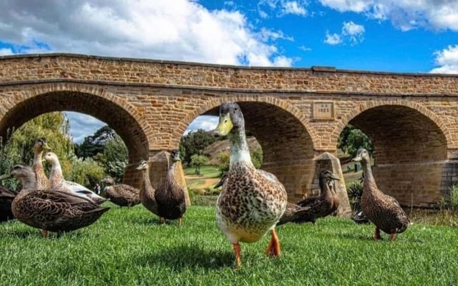 Hobart: Mt Wellington, Richmond, & Bonorong Wildlife Tour - Price and value: is $130 worth it for this route?