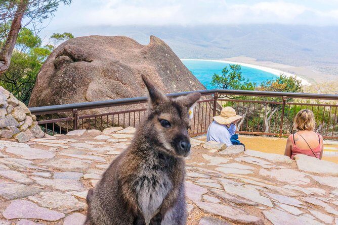Peaks, Falls & Furry Locals: Mt. Field & the Derwent - Price and Value: Is $710.07 per Person Fair?
