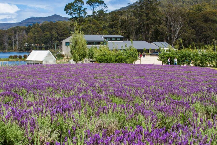 Port Arthur Tasman Sights with Harbour Cruise - Port Arthur Lavender Farm: the smell, the trail, and practical souvenirs